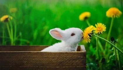 -曼联正式宣布签约逆天前锋，转会市场火热，曼联引进前锋